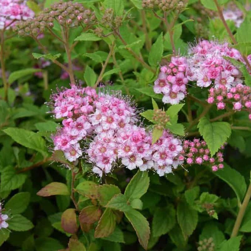 Spiraea japonica 'Little Princess' 20-30 cm